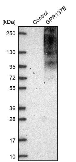 Analysis in control (vector only transfected HEK293T lysate) and GPR137B over-expression lysate (Co-expressed with a C-terminal myc-DDK tag (~3.1 kDa) in mammalian HEK293T cells).