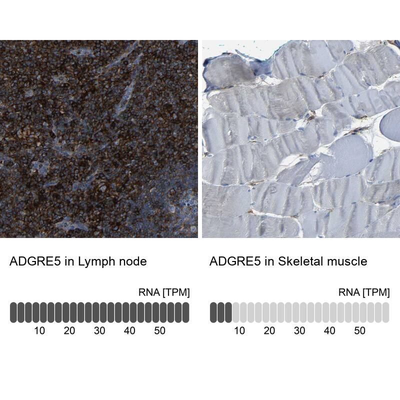 <b>Orthogonal Strategies Validation. </b>Analysis in human lymph node and skeletal muscle tissues Corresponding ADGRE5 RNA-seq data are presented for the same tissues.