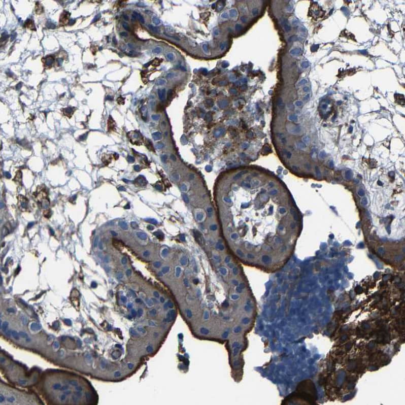 Staining of human placenta shows strong positivity in microvilli in trophoblastic cells.
