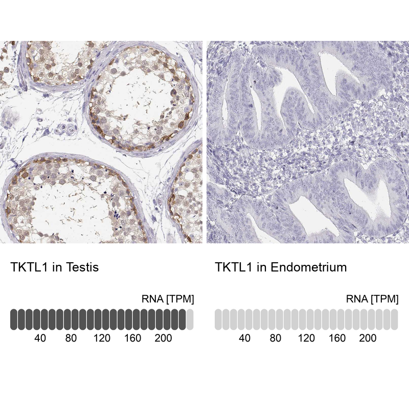 Analysis in human testis and endometrium tissues Corresponding TKTL1 RNA-seq data are presented for the same tissues.