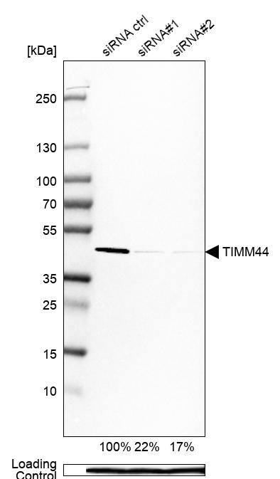 <b>Genetic Strategies Validation. </b>Analysis in Caco-2 cells transfected with control siRNA, target specific siRNA probe #1 and #2, using Anti-TIMM44 antibody. Remaining relative intensity is presented. Loading control: Anti-PPIB.