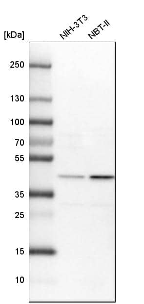 Analysis in mouse cell line NIH-3T3 and rat cell line NBT-II.