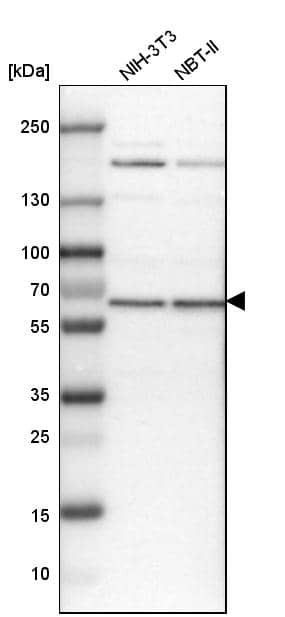 Analysis in mouse cell line NIH-3T3 and rat cell line NBT-II.