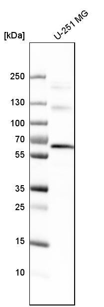 Analysis in human cell line U-251 MG.