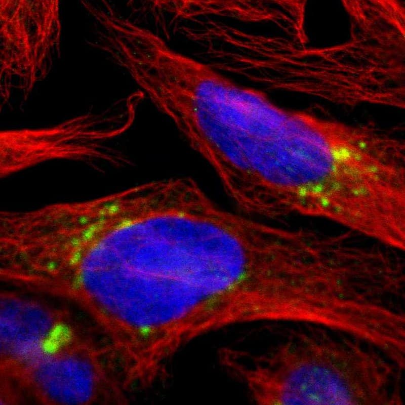 Staining of human cell line U-2 OS shows localization to the Golgi apparatus.