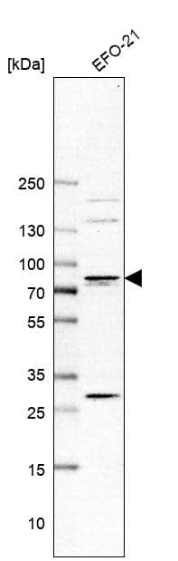 Western Blot Transglutaminase 3/TGM3 Antibody - BSA Free