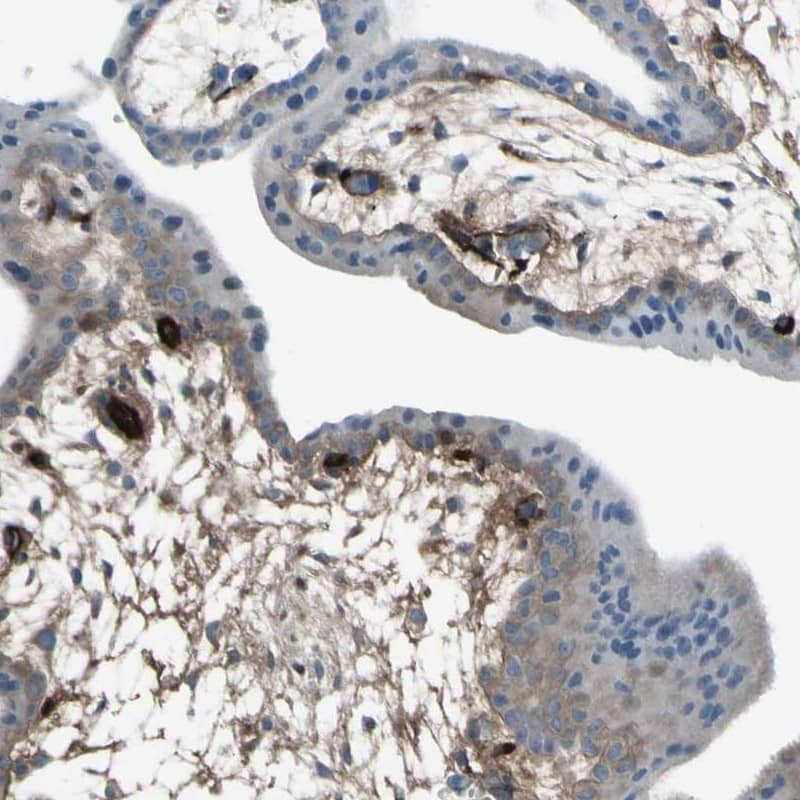 Immunohistochemistry-Paraffin TRIM26 Antibody