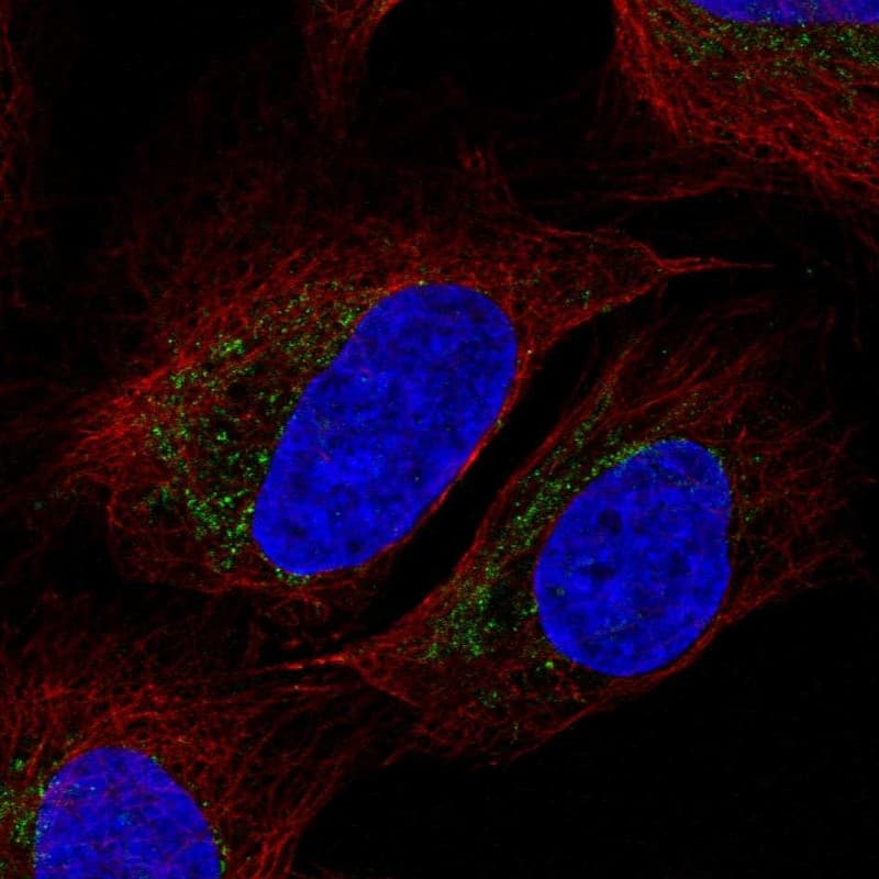 Staining of human cell line U-2 OS shows positivity in mitochondria.