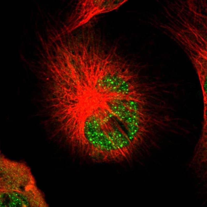 Staining of human cell line U-251 MG shows localization to nuclear bodies & cytosol.