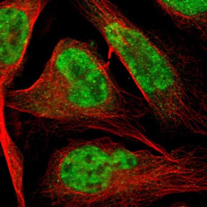 Immunocytochemistry/ Immunofluorescence HIV-1 Tat specific factor 1 Antibody - BSA Free