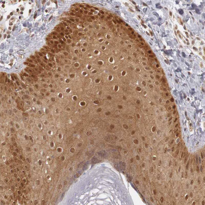 Immunohistochemistry-Paraffin TAPP1/PLEKHA1 Antibody - BSA Free