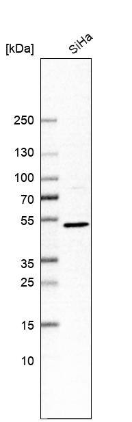 Western Blot TAPP1/PLEKHA1 Antibody - BSA Free