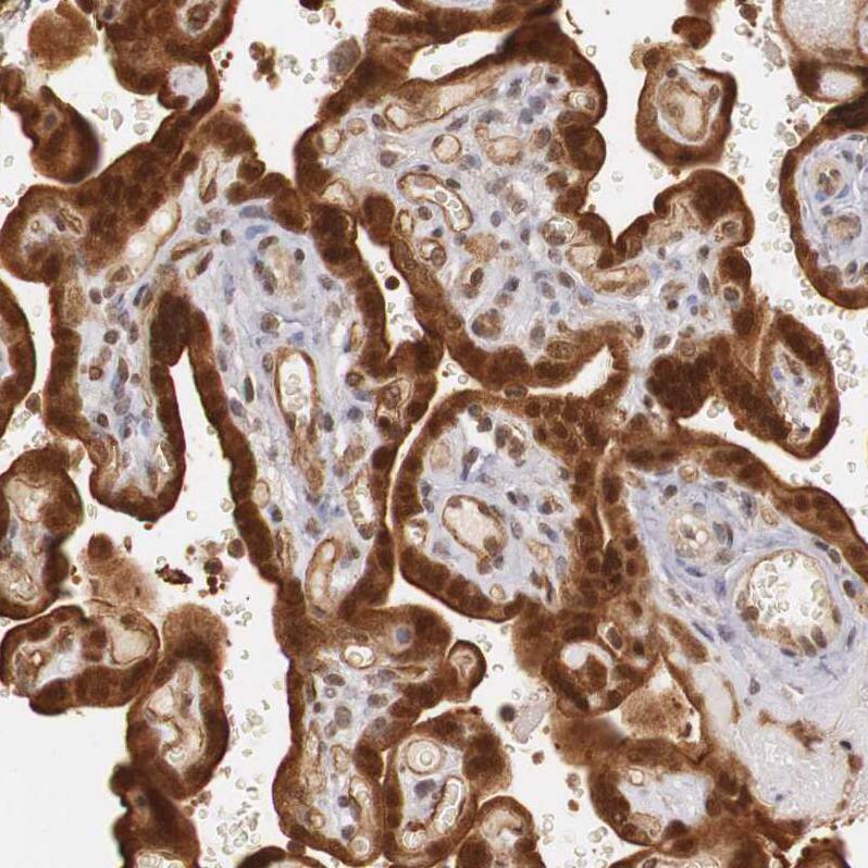 Staining of human placenta shows strong cytoplasmic and nuclear positivity in trophoblastic cells.