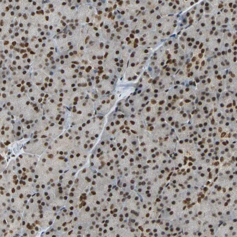 Staining of human pancreas shows strong nuclear positivity in exocrine glandular cells.
