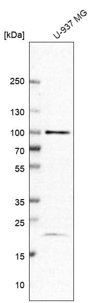 Analysis in human cell line U-937 MG.