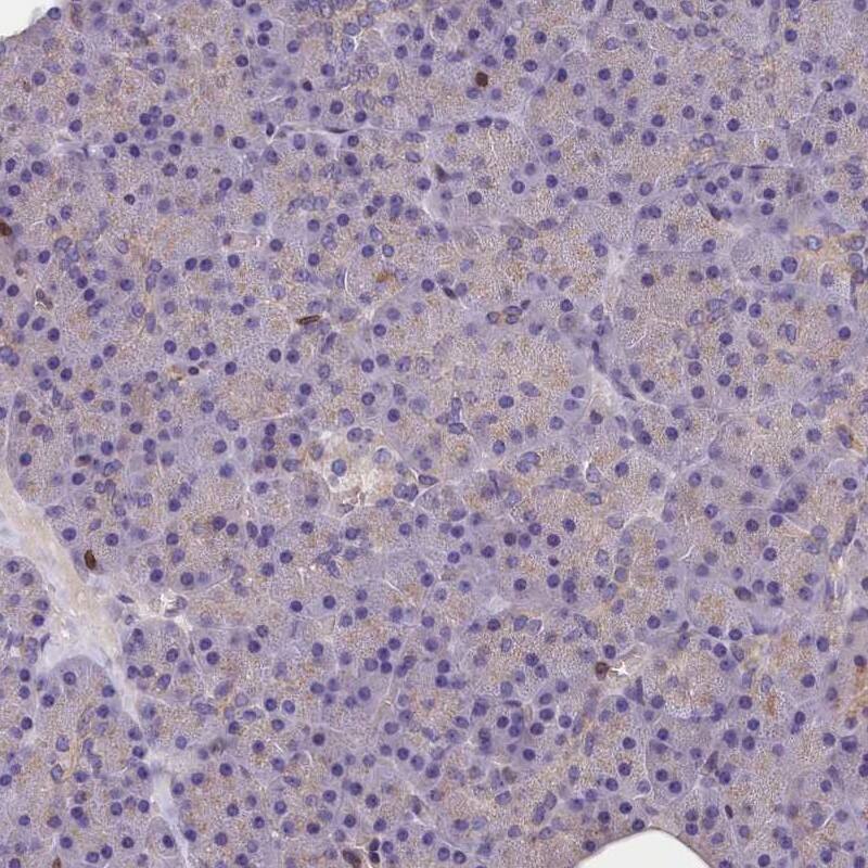 Staining of human pancreas shows low expression as expected.