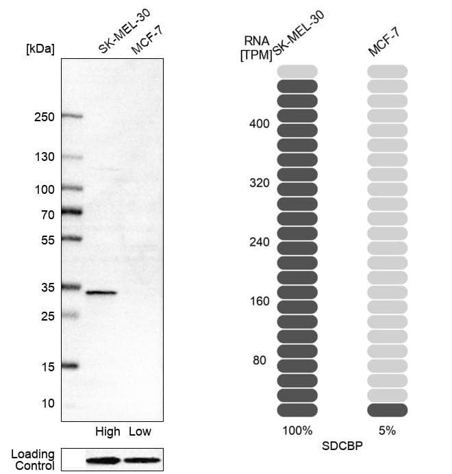 Western Blot Syntenin 1 Antibody - BSA Free