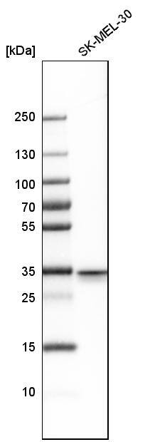 Western Blot Syntaxin 3 Antibody - BSA Free