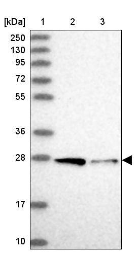 Western Blot Syntaxin 12 Antibody - BSA Free