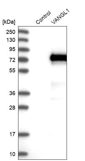 Western Blot Vang-like Protein 1/VANGL1 Antibody - BSA Free