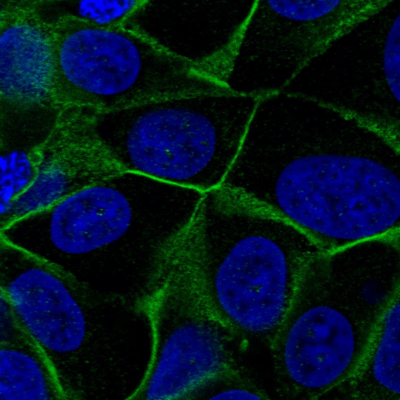 Immunohistochemistry-Paraffin Vang-like Protein 1/VANGL1 Antibody - BSA Free