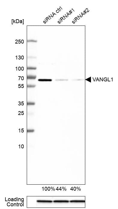 Western Blot Vang-like Protein 1/VANGL1 Antibody - BSA Free