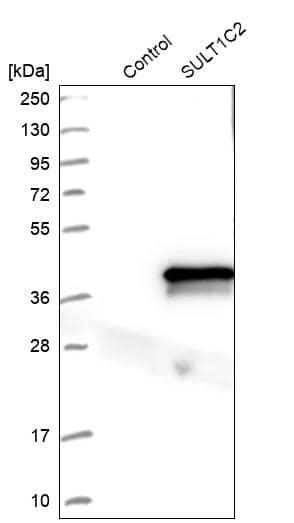 Analysis in control (vector only transfected HEK293T lysate) and SULT1C2 over-expression lysate (Co-expressed with a C-terminal myc-DDK tag (~3.1 kDa) in mammalian HEK293T cells).