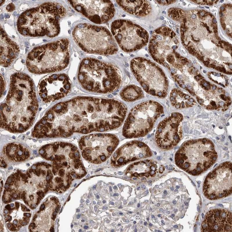 Immunohistochemistry-Paraffin ALDH5A1 Antibody - BSA Free