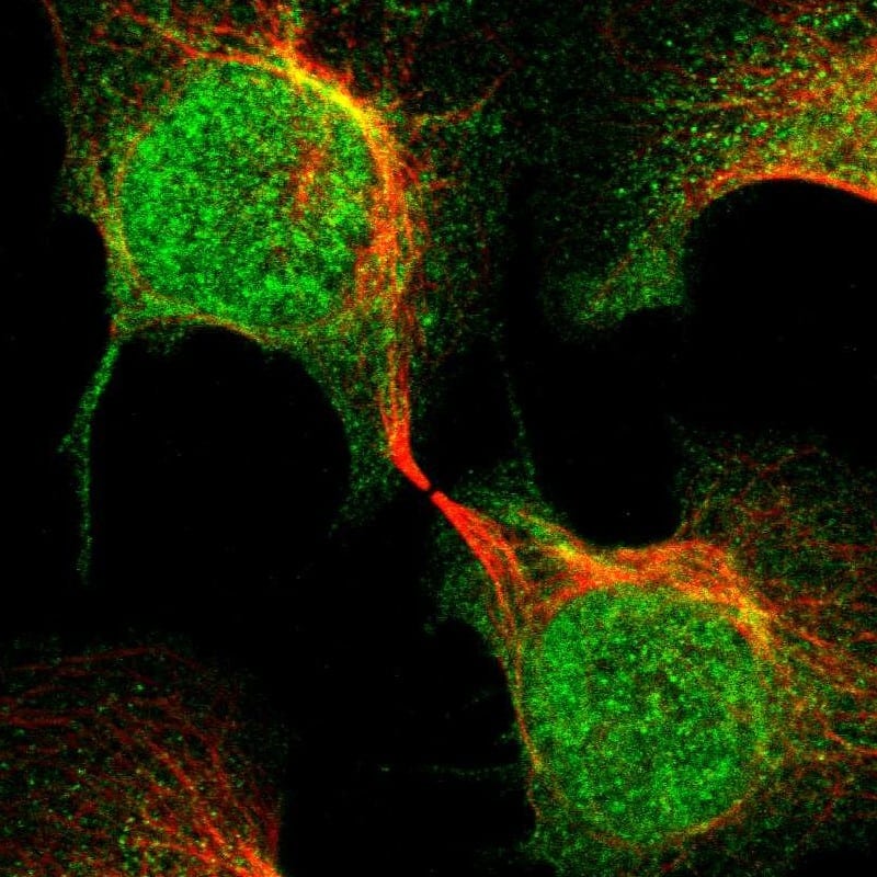 Staining of human cell line U-2 OS shows localization to nucleus, nucleoli & cytosol.