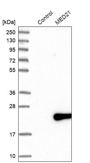Western Blot MED21 Antibody - BSA Free