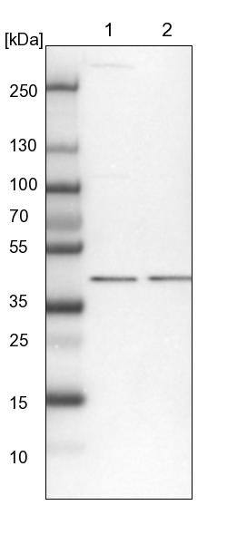 Lane 1: NIH-3T3 cell lysate (Mouse embryonic fibroblast cells)Lane 2: NBT-II cell lysate (Rat Wistar bladder tumour cells)