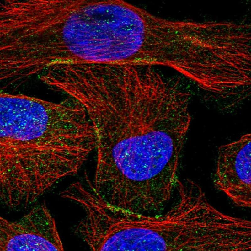 Immunocytochemistry/ Immunofluorescence SHANK1 Antibody - BSA Free