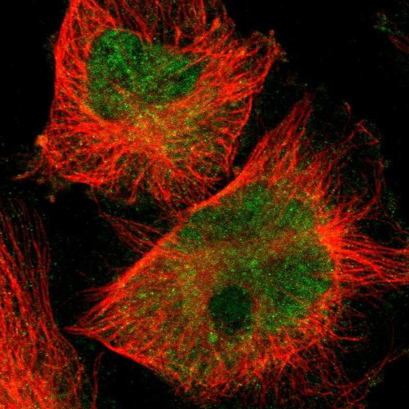 Staining of human cell line U-251 MG shows localization to nucleoplasm & cytosol.
