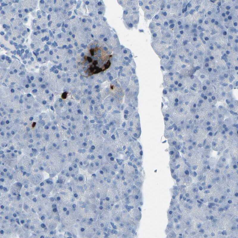 Staining of human pancreas shows strong cytoplasmic positivity in a subset of cells in islets of Langerhans.