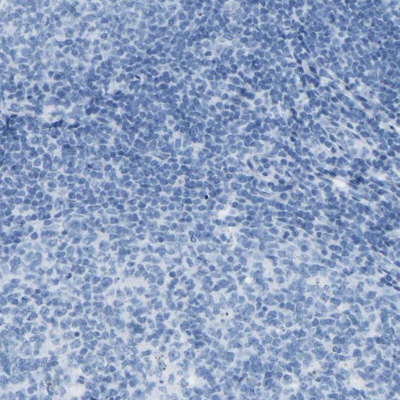 Staining of human tonsil shows no positivity in lymphoid cells as expected.