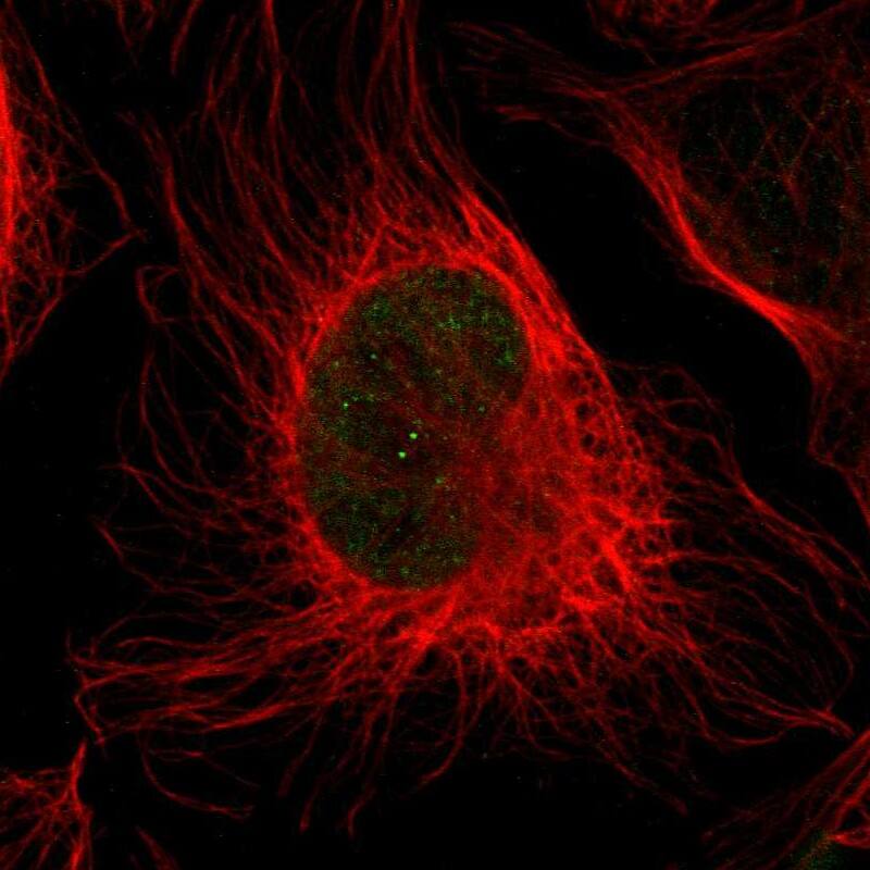 Staining of human cell line U-2 OS shows positivity in nucleus.