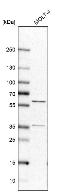 Western Blot RAP1GDS1 Antibody - BSA Free