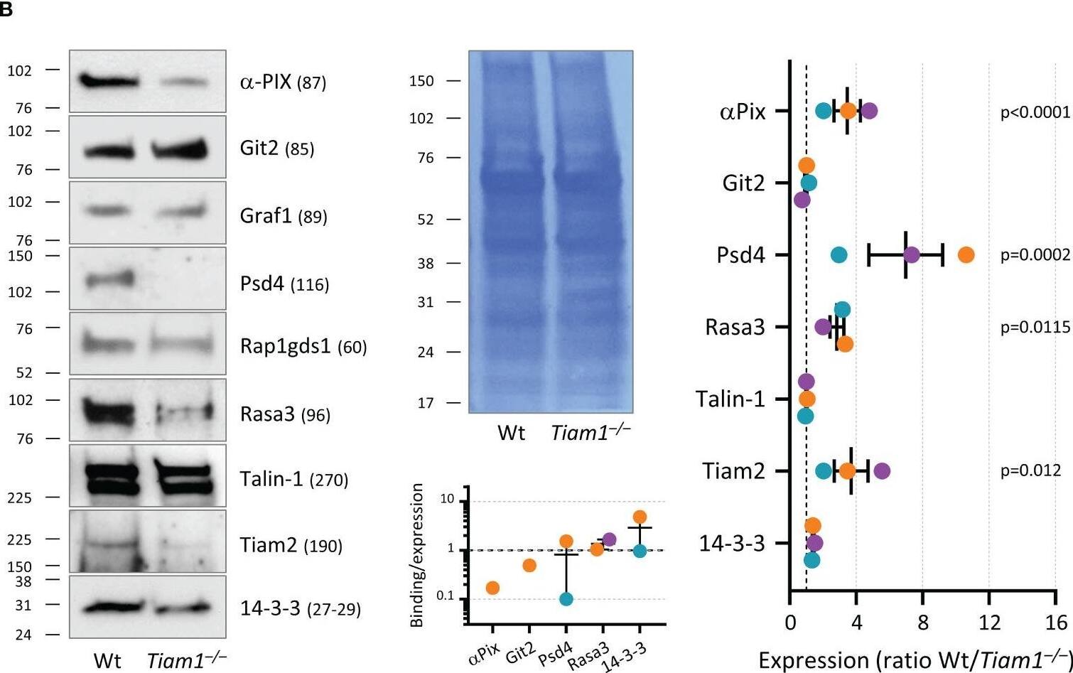 Tiam1 controls the expression of small GTPase and cytoskeletal regulators, and the association of Rasa3 with Rac in neutrophils adhering to ICAM1. Wild type and Tiam1–/– neutrophils were allowed to adhere to 50 mm glass coverslips coated with ICAM1 during priming with 50 ng/ml GM-CSF, 20 ng/ml TNF alpha  for 50 min at 37C, 5% CO2. DFP was added for 10 min before neutrophils were stimulated with 1.5 uM fMLP for 1 min and then lysed. The cleared supernatants (total lysates) were incubated with immobilised Rac1G15A to isolate proteins that interact with nucleotide-free Rac. (A) Targeted mass spectrometry was performed for 21 proteins found to bind Rac1G15A (left). 14 proteins could be compared between wild type (Wt) and Tiam1–/– samples, 12 proteins in at least 2 out of 3 independent experiments (right). Wt/Tiam1–/– ratios are mean +/- SEM or range, as appropriate, of 2-3 independent experiments; coloured dots depict the different experiments. Statistics are one-way ANOVA with Dunnett’s multiple comparisons test on log-transformed ratios. (B) Total lysates from the experiments in (A) were western blotted with the indicated antibodies. Representative western blots and coomassie loading control are shown. Blots of selected proteins were quantified by densitometry (right). Wt/Tiam1–/– ratios are expressed as mean +/- SEM of 3 independent experiments; statistics are two-way ANOVA with Sidak’s multiple comparisons test on raw band intensities. Bottom panel: The Wt/Tiam1–/– Rac1G15A binding ratio is expressed as a function of the Wt/Tiam1–/– expression level for the indicated proteins. Image collected and cropped by CiteAb from the following open publication (//pubmed.ncbi.nlm.nih.gov/38077328), licensed under a CC-BY license. Not internally tested by Novus Biologicals.