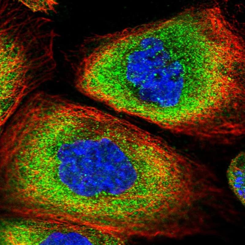 Immunocytochemistry/ Immunofluorescence SNRPD2 Antibody - BSA Free