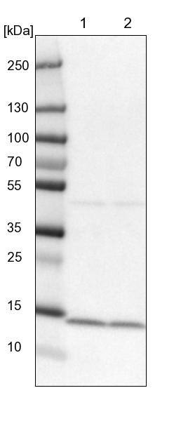 Lane 1: NIH-3T3 cell lysate (Mouse embryonic fibroblast cells)Lane 2: NBT-II cell lysate (Rat Wistar bladder tumour cells)