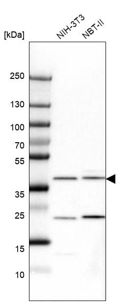 Western Blot Calponin 1 Antibody - BSA Free