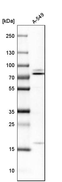 Analysis in human cell line A-549.