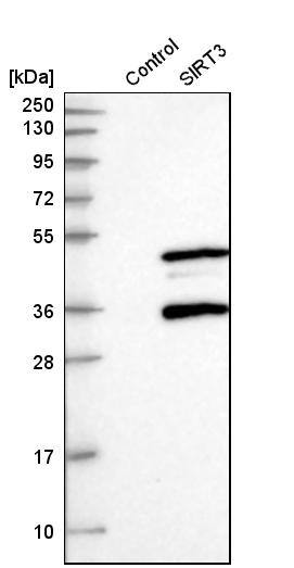 Analysis in control (vector only transfected HEK293T lysate) and SIRT3 over-expression lysate (Co-expressed with a C-terminal myc-DDK tag (~3.1 kDa) in mammalian HEK293T cells).