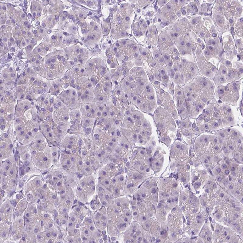 Staining of human pancreas shows no positivity in exocrine glandular cells as expected.