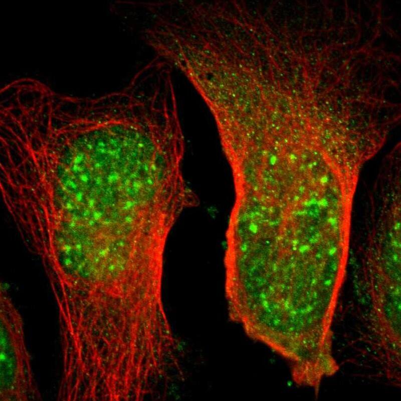Staining of human cell line U-2 OS shows localization to nuclear speckles & cytosol.
