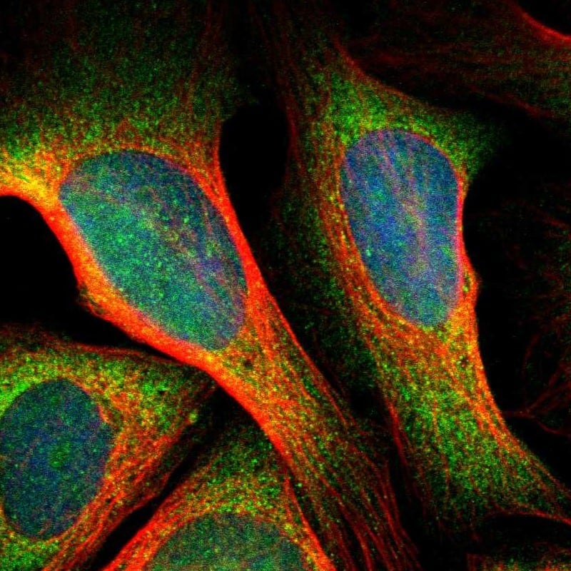 Staining of human cell line U-2 OS shows localization to nucleus, nucleoli & cytosol.