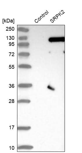 Analysis in control (vector only transfected HEK293T lysate) and SRPK2 over-expression lysate (Co-expressed with a C-terminal myc-DDK tag (~3.1 kDa) in mammalian HEK293T cells).