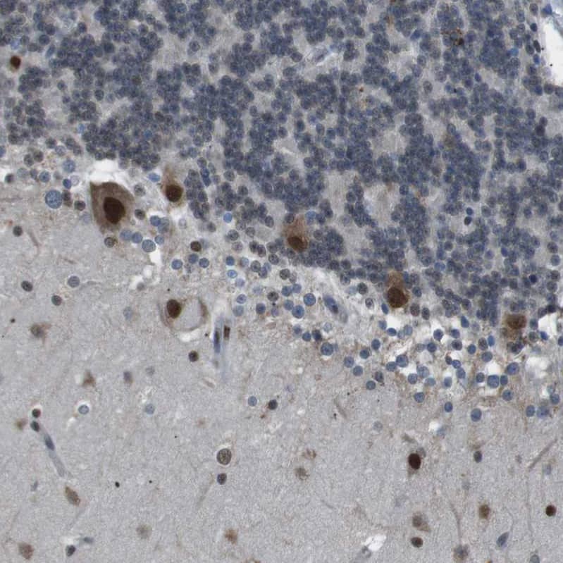 Immunohistochemistry-Paraffin SRPK2 Antibody - BSA Free
