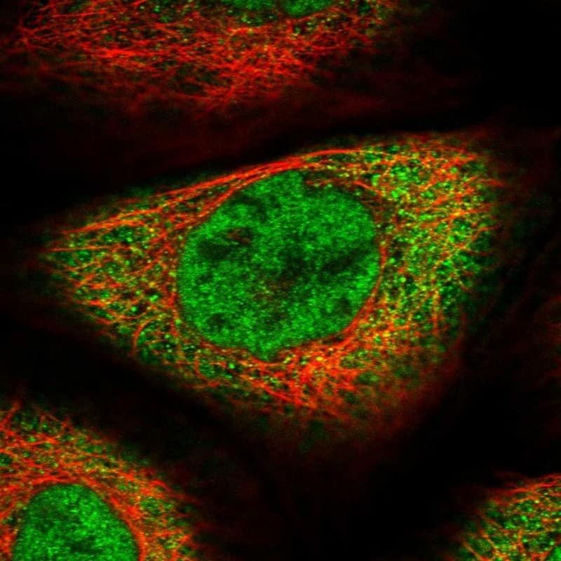 Immunocytochemistry/ Immunofluorescence SFRS8 Antibody - BSA Free