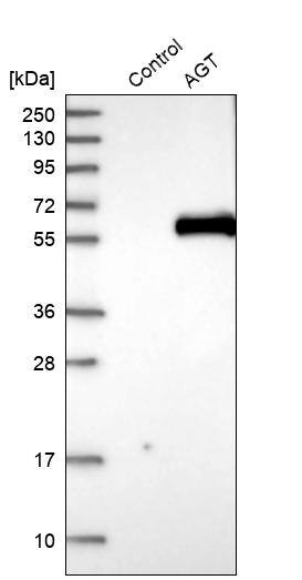 Analysis in control (vector only transfected HEK293T lysate) and AGT over-expression lysate (Co-expressed with a C-terminal myc-DDK tag (~3.1 kDa) in mammalian HEK293T cells).